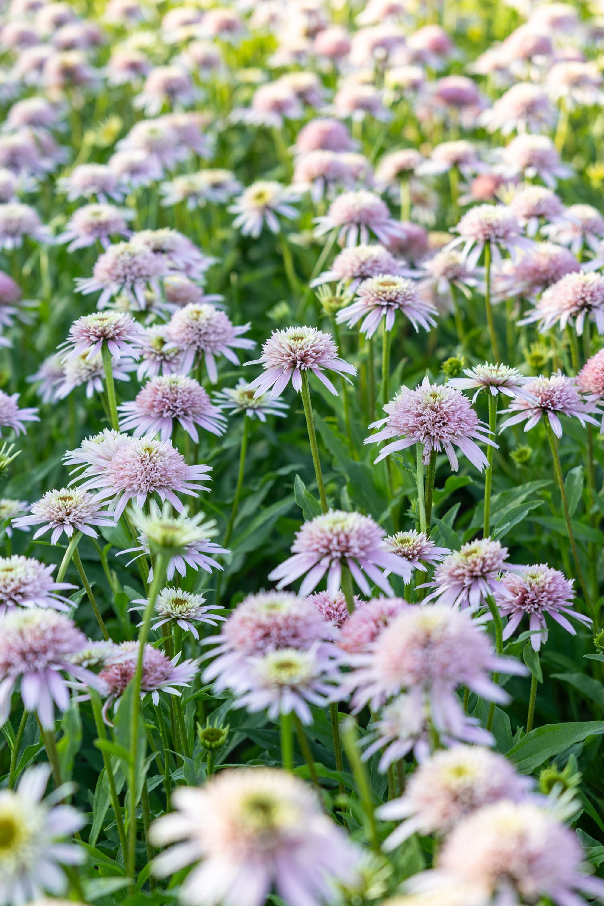 Solhatt 'Cherry Fluff'